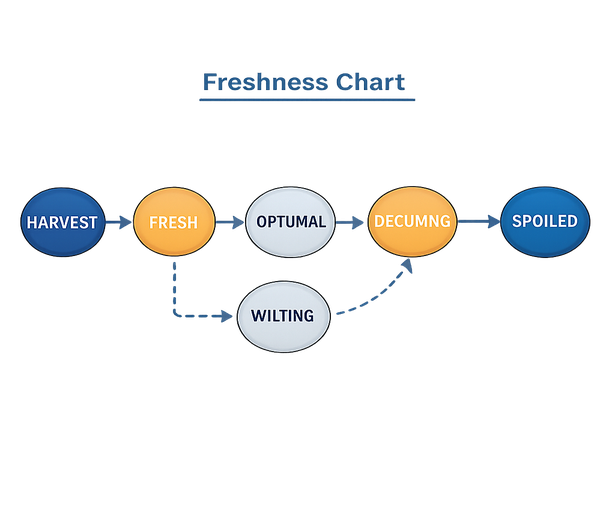 Freshness Chart , , , (navy, silver, amber) Lines: medium uniform stroke width, fully transparent